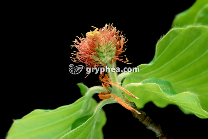 Hêtre (Fagus sylvatica) - fleur femelle  - gryphea.com